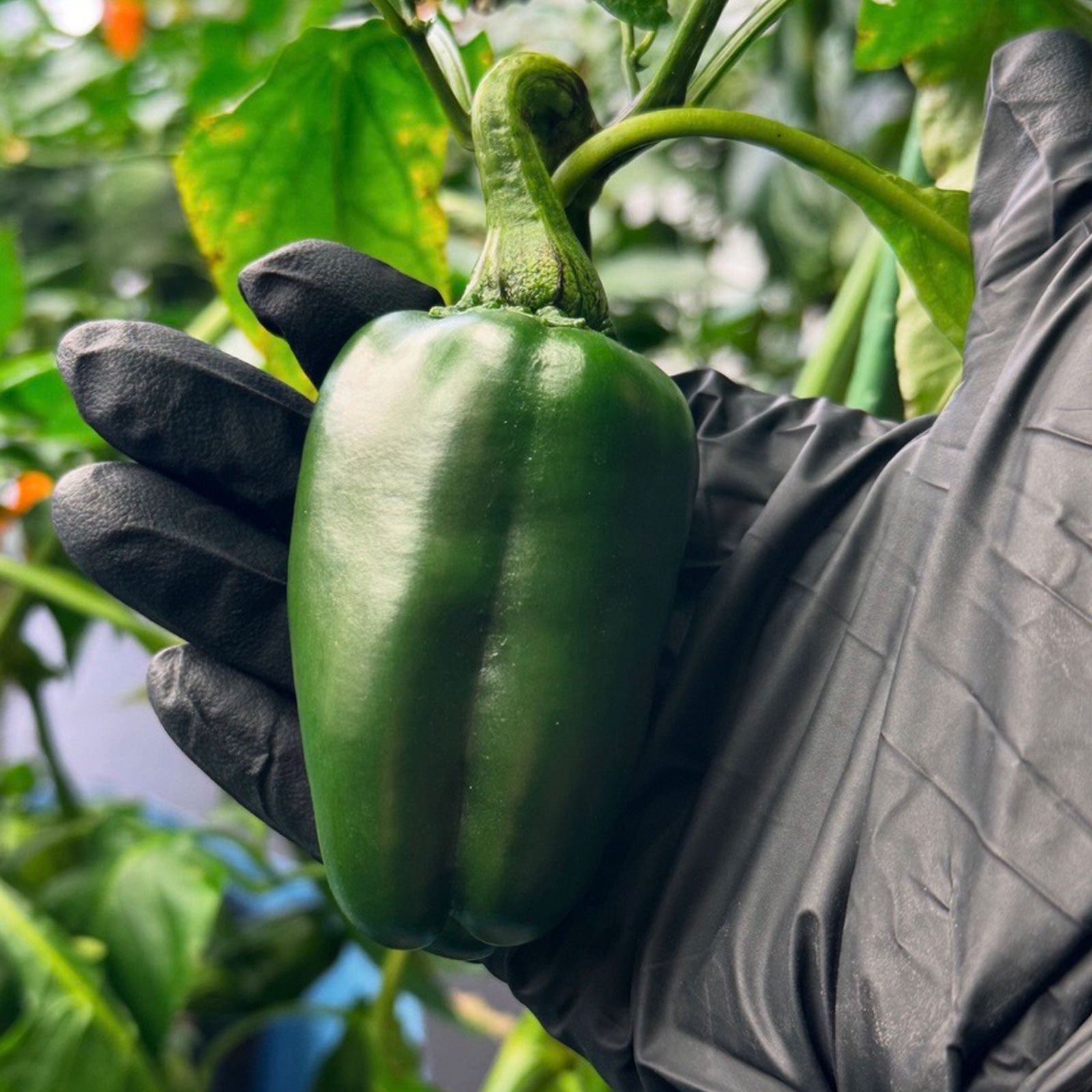 Giant Marconi Pepper Seeds