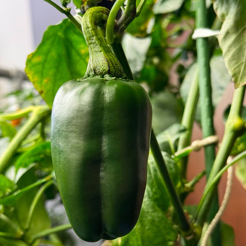 Giant Marconi Pepper Seeds