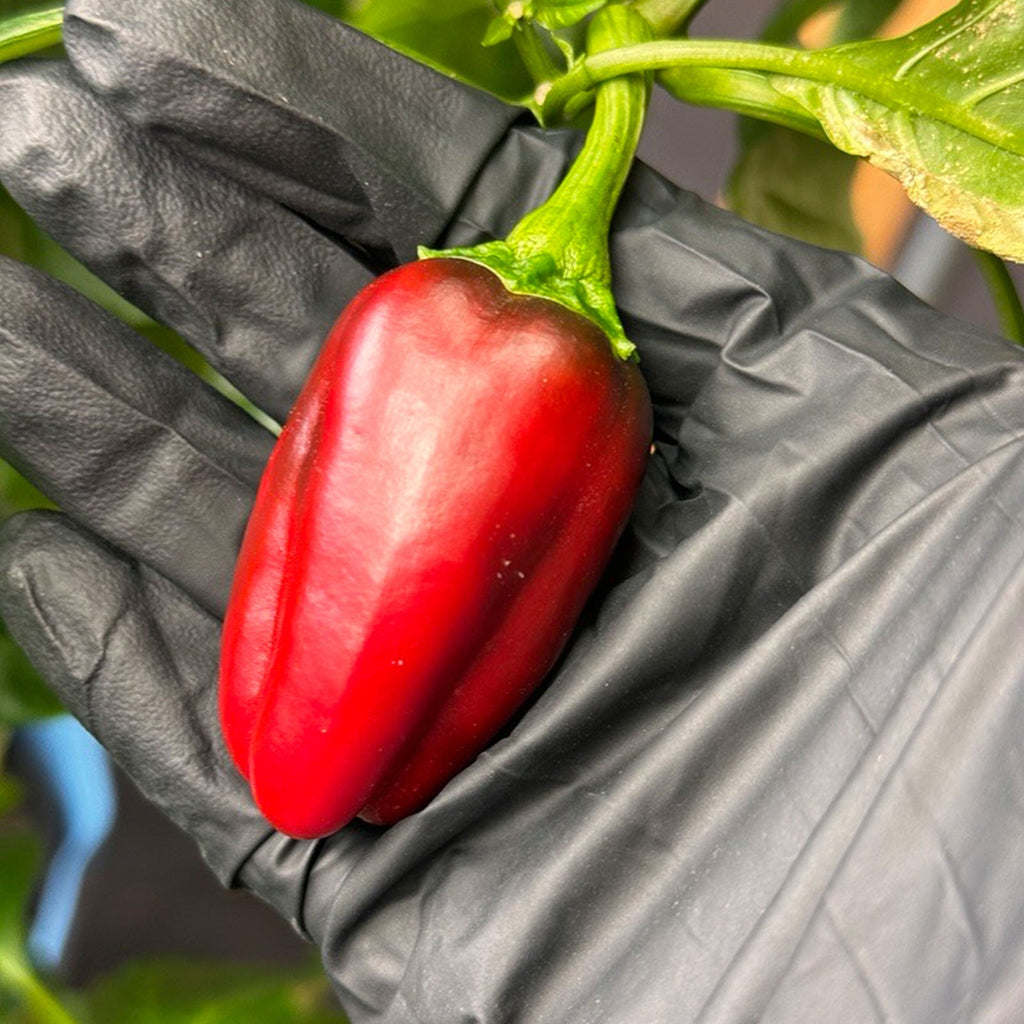 Giant Marconi Pepper Seeds