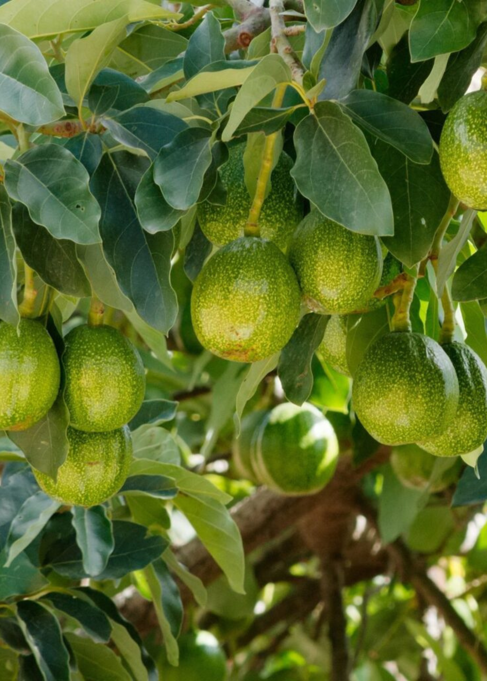 Avocado 'Marcus Pumpkin' (Persia americana)