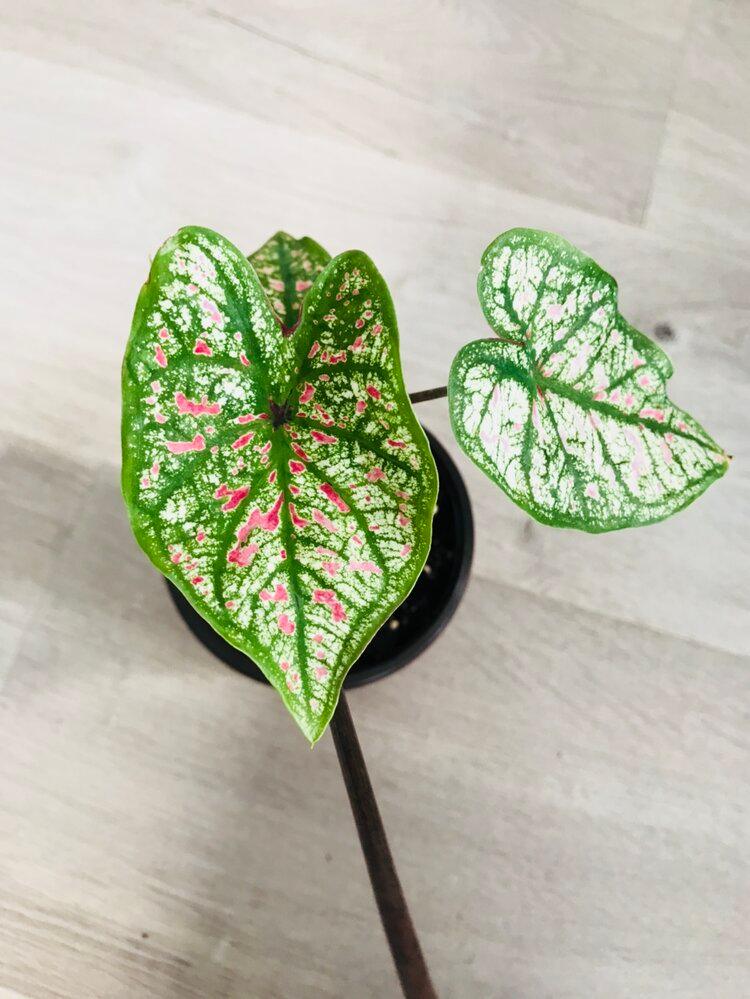 Caladium Marie Moir Pink "Polka Dot"