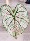 Caladium Marie Moir Pink "Polka Dot"