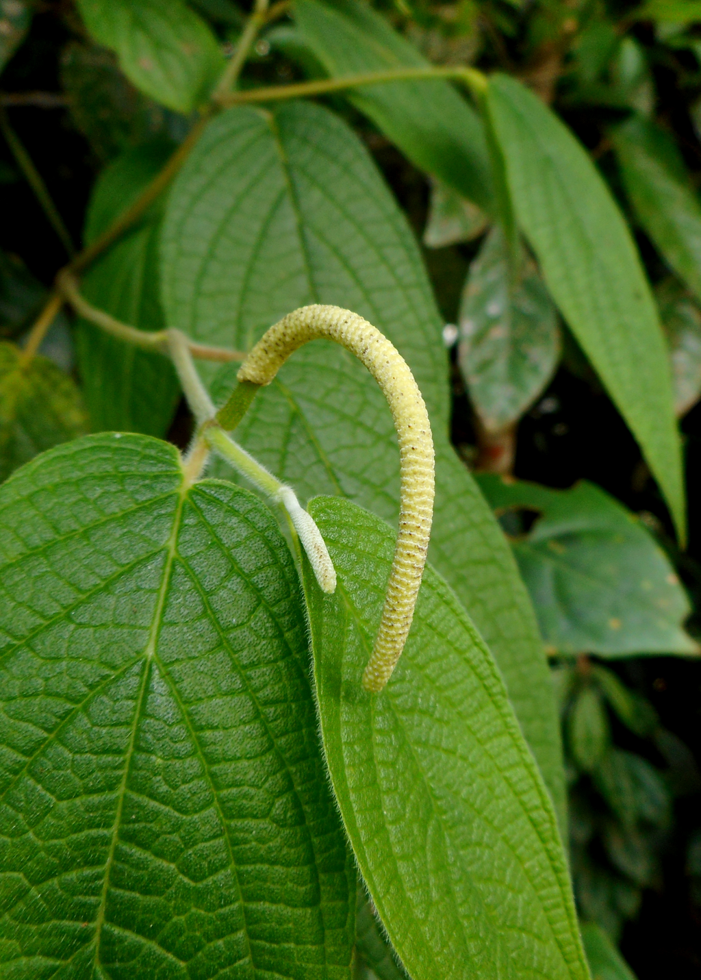 Matico (Piper aduncum)