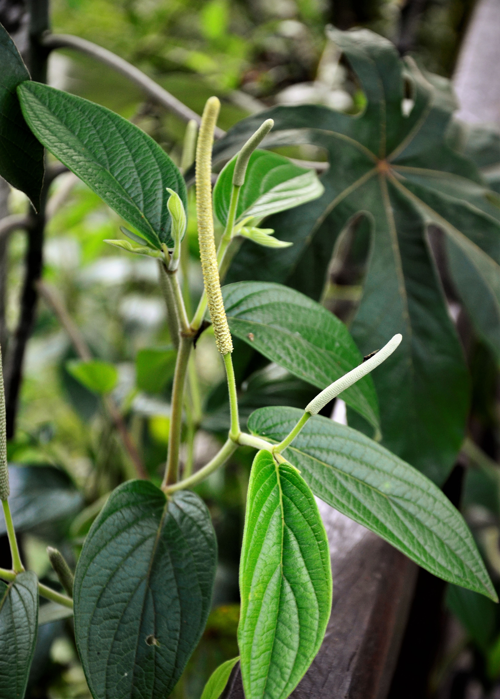 Matico (Piper aduncum)