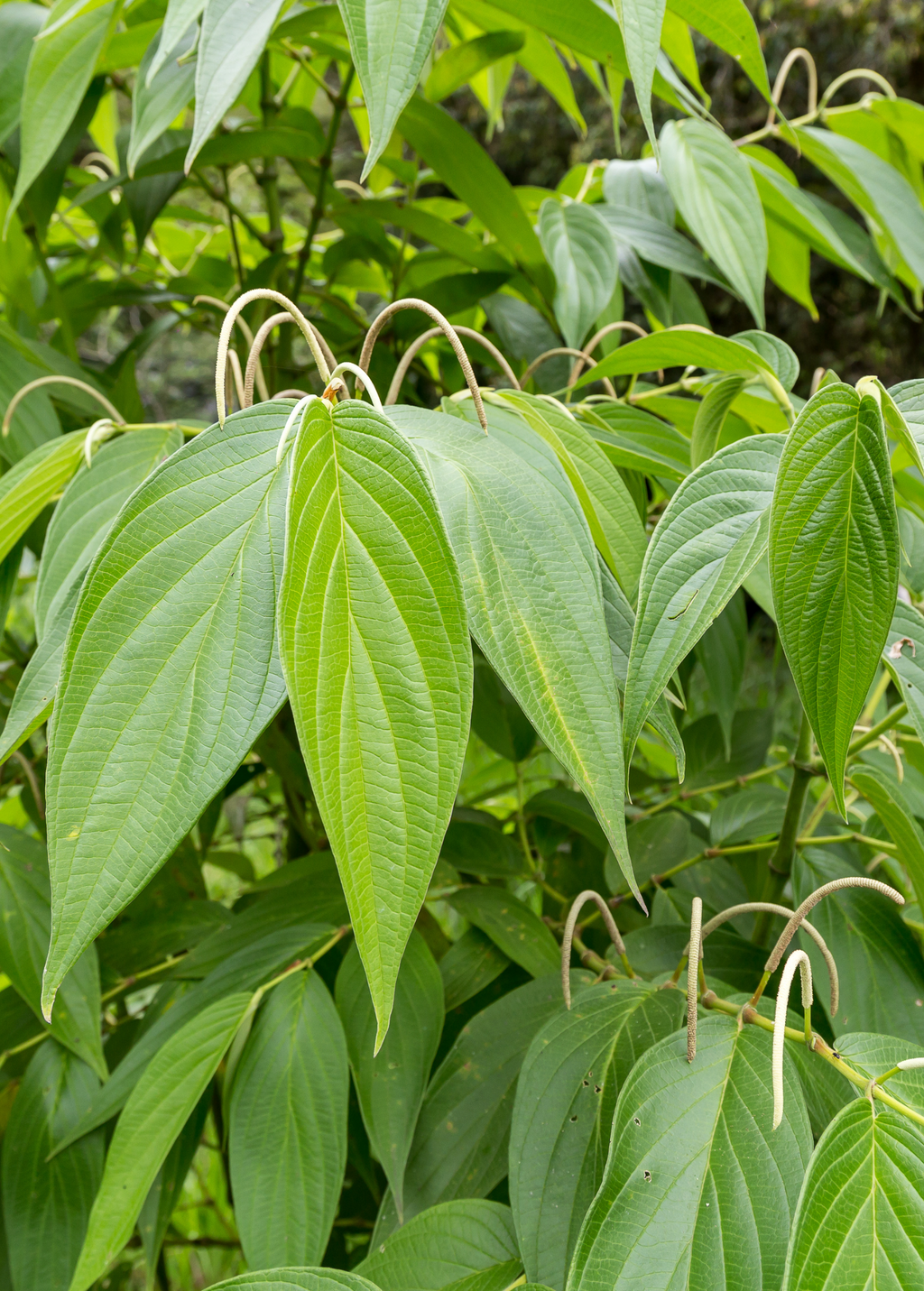 Matico (Piper aduncum)