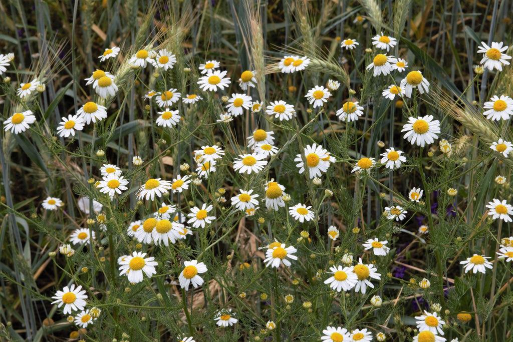 2000 German Chamomile Seeds - Matricaria recutita - Non-GMO Medicinal Herb