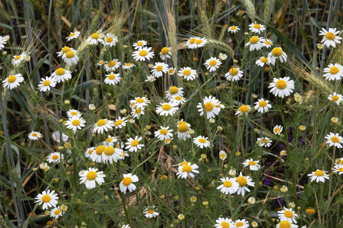 2000 German Chamomile Seeds - Matricaria recutita - Non-GMO Medicinal Herb