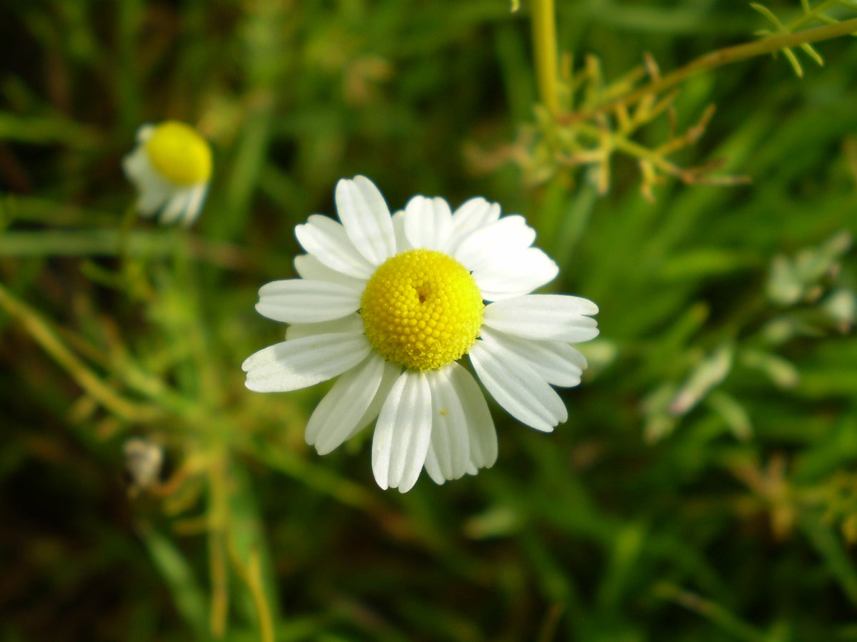 2000 German Chamomile Seeds - Matricaria recutita - Non-GMO Medicinal Herb
