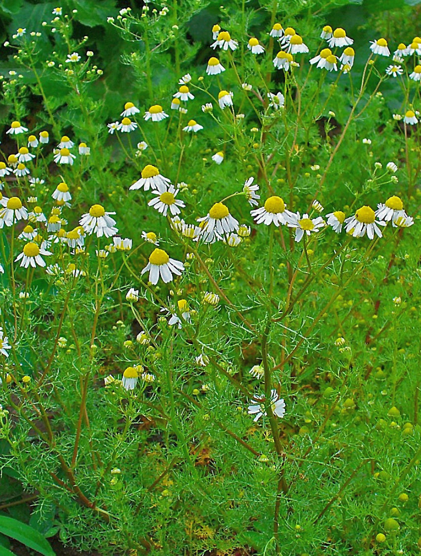 2000 German Chamomile Seeds - Matricaria recutita - Non-GMO Medicinal Herb