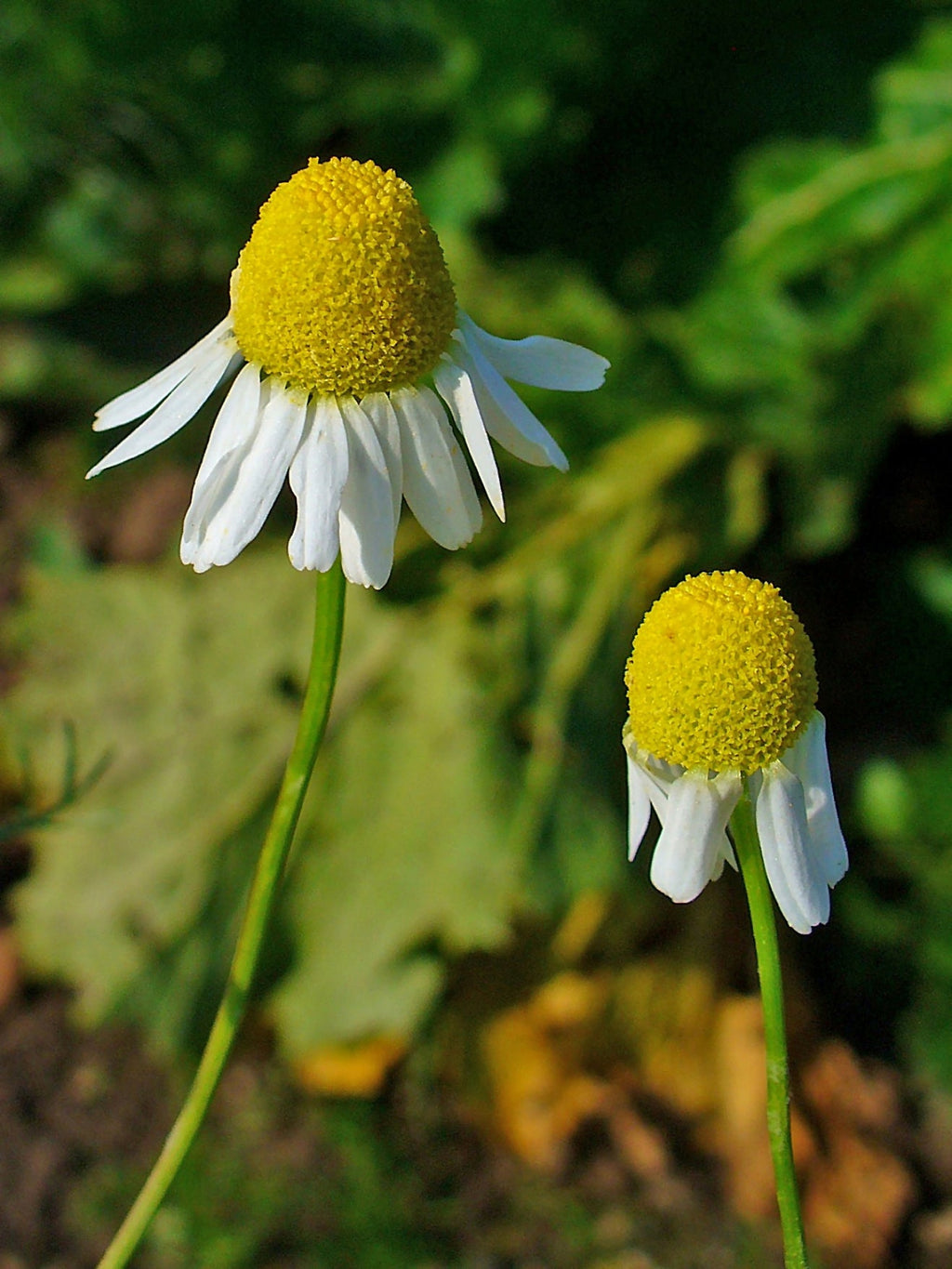 2000 German Chamomile Seeds - Matricaria recutita - Non-GMO Medicinal Herb