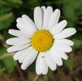 2000 German Chamomile Seeds - Matricaria recutita - Non-GMO Medicinal Herb