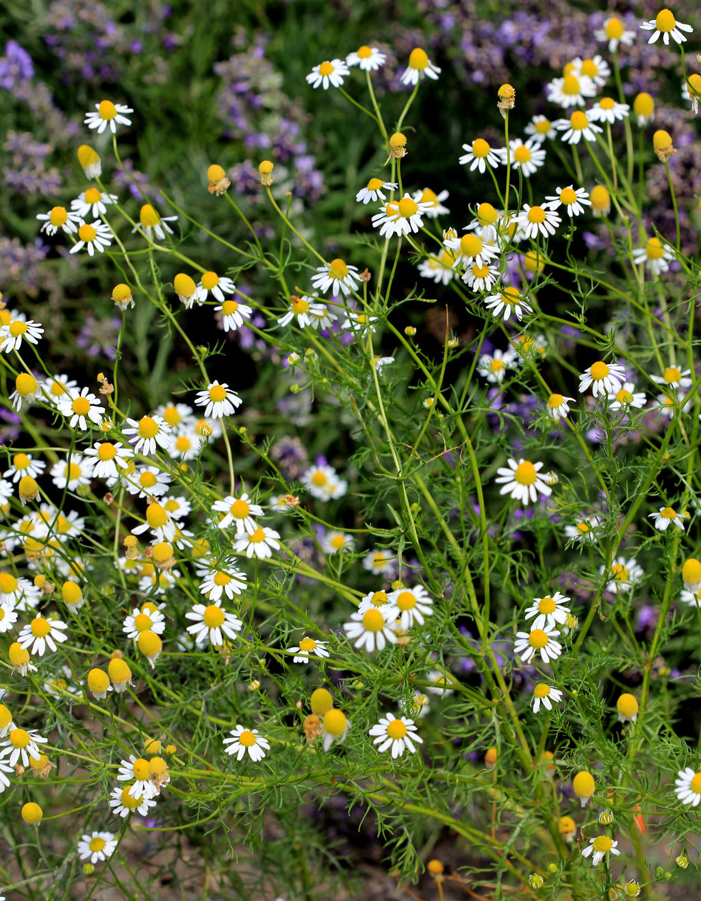 2000 German Chamomile Seeds - Matricaria recutita - Non-GMO Medicinal Herb