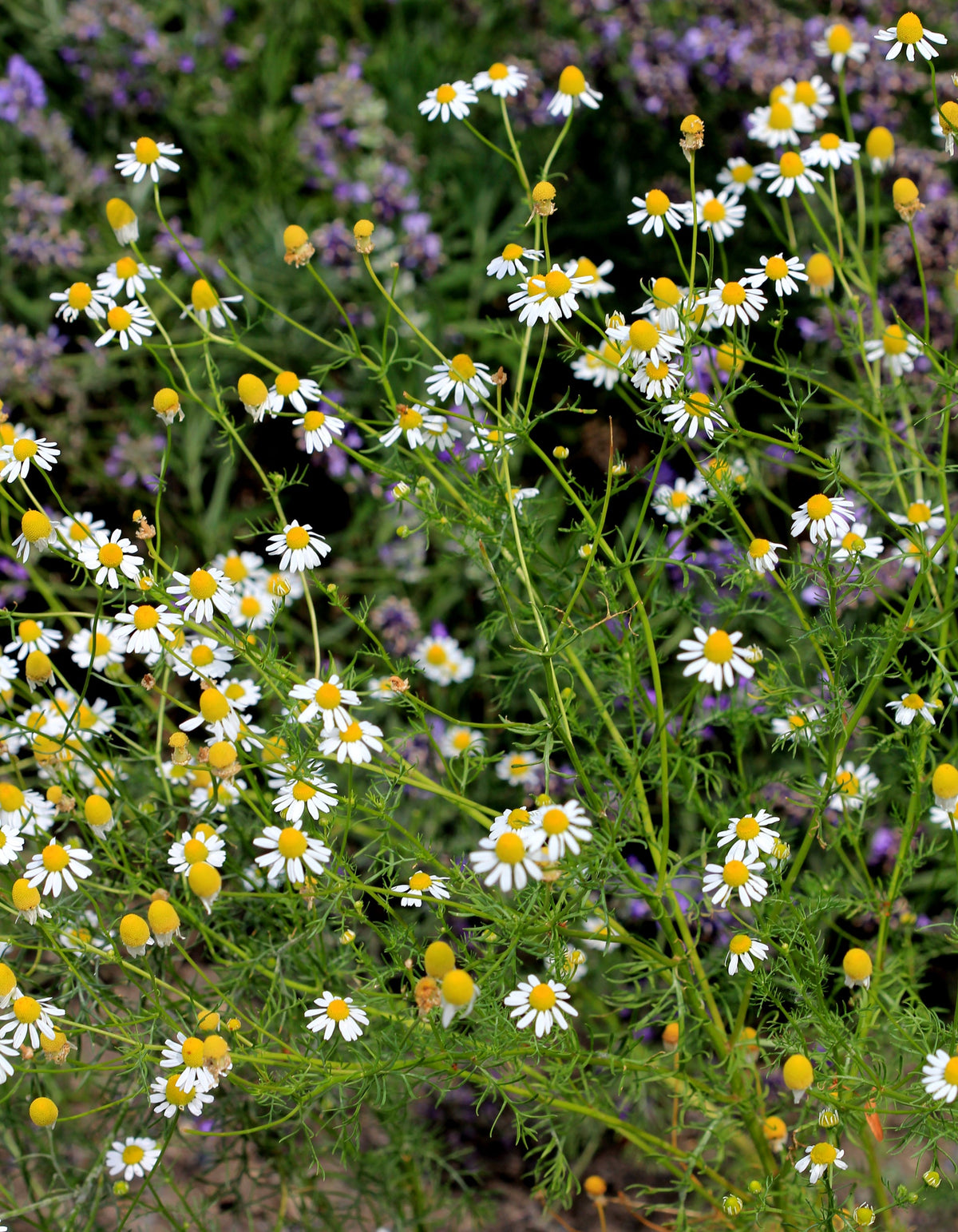 2000 German Chamomile Seeds - Matricaria recutita - Non-GMO Medicinal Herb