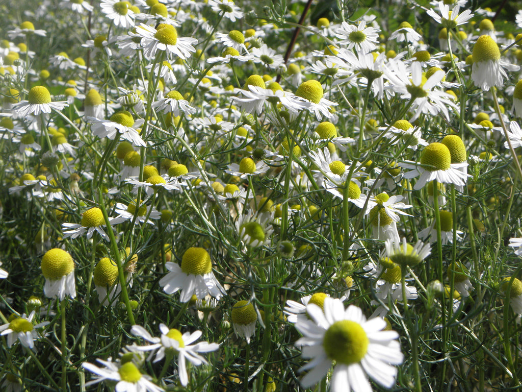 2000 German Chamomile Seeds - Matricaria recutita - Non-GMO Medicinal Herb