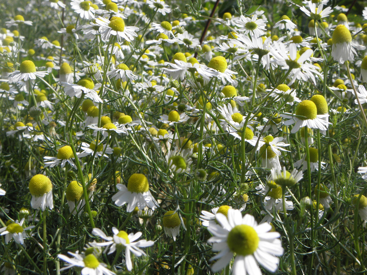 2000 German Chamomile Seeds - Matricaria recutita - Non-GMO Medicinal Herb