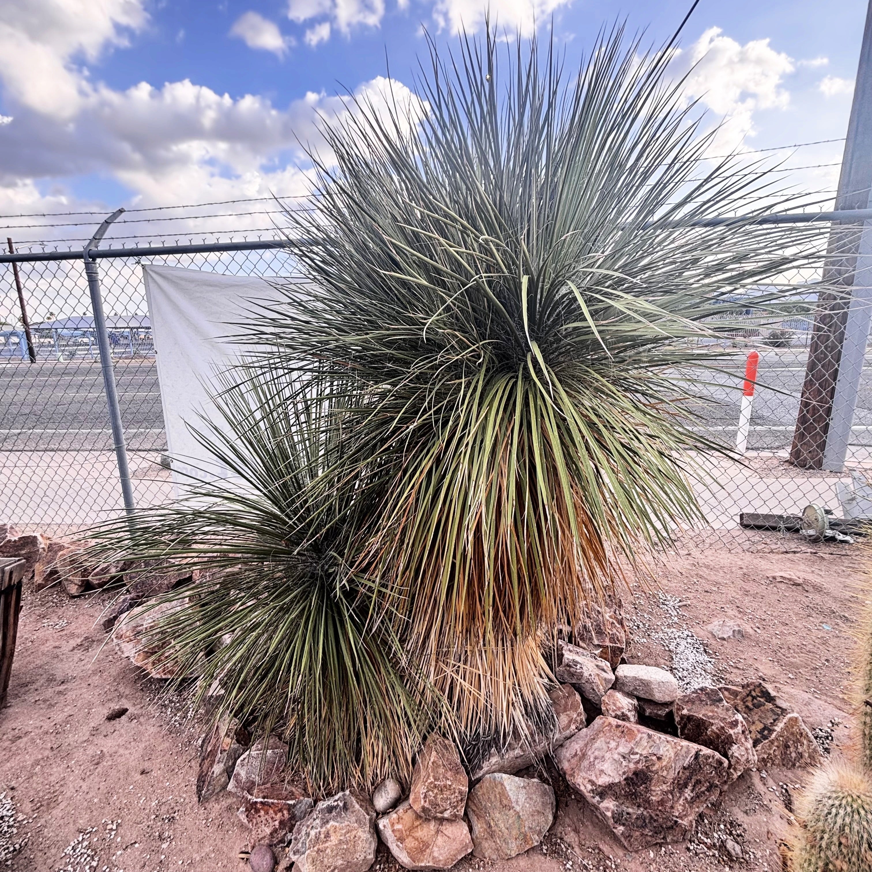 Soap Tree Yucca