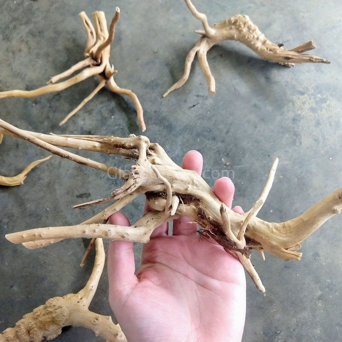 Spiderwood Driftwood Medium (6-10")