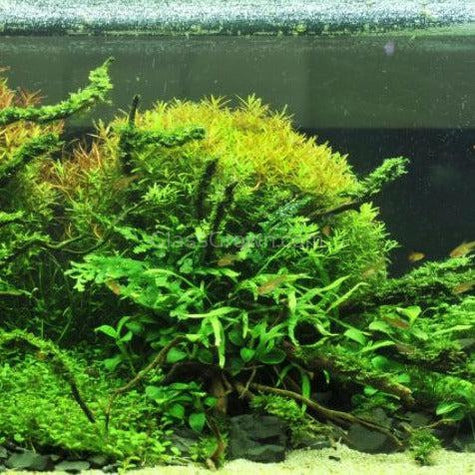 Spiderwood Driftwood Medium (6-10")