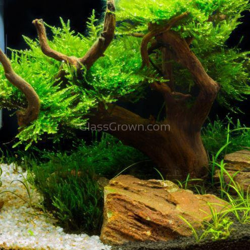 Spiderwood Driftwood Medium (6-10")