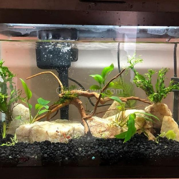 Spiderwood Driftwood Medium (6-10")