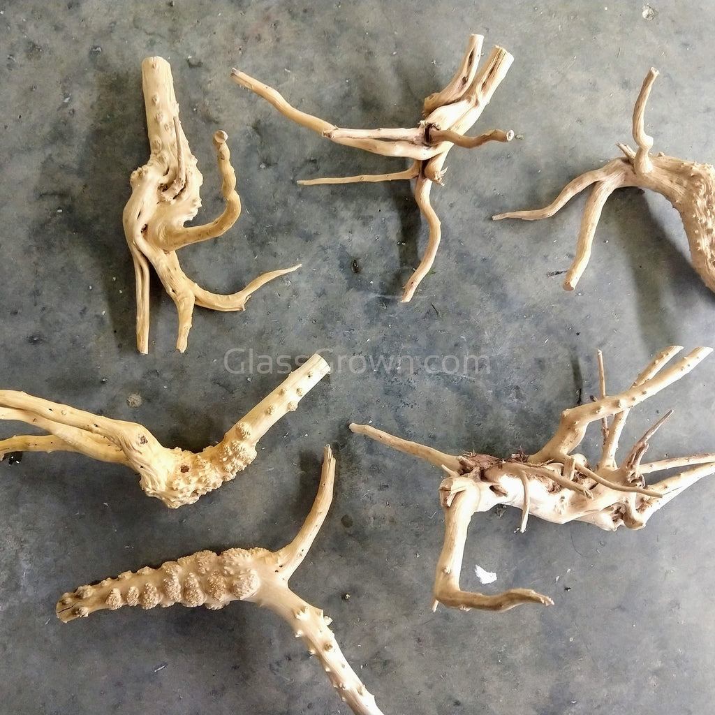 Spiderwood Driftwood Medium (6-10")