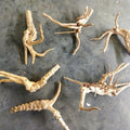Spiderwood Driftwood Medium (6-10")