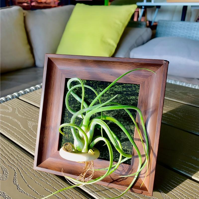 Tillandsia Caput - Medusae (4 inches)