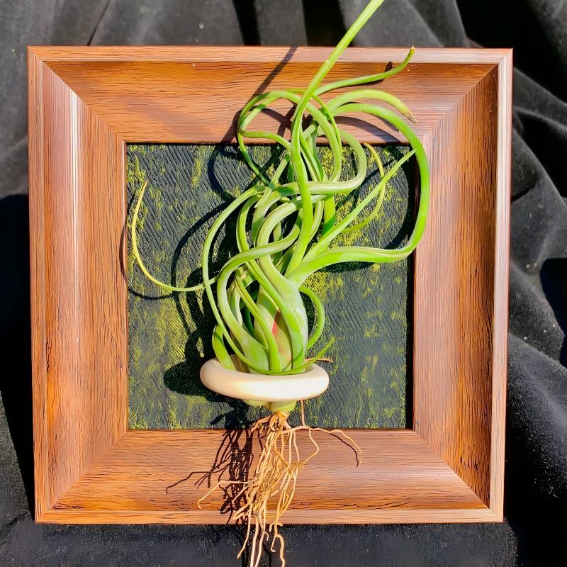 Tillandsia Caput - Medusae (4 inches)