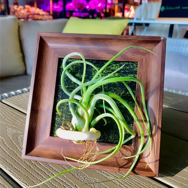 Tillandsia Caput - Medusae (4 inches)