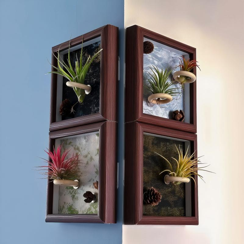 Tillandsia Caput - Medusae (4 inches)