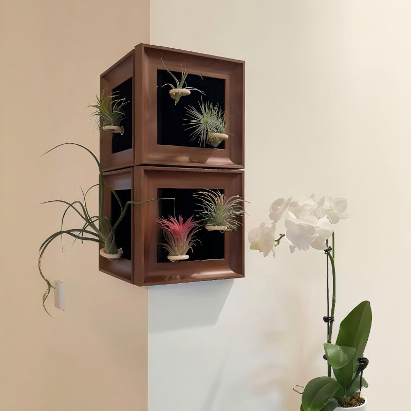 Tillandsia Caput - Medusae (4 inches)