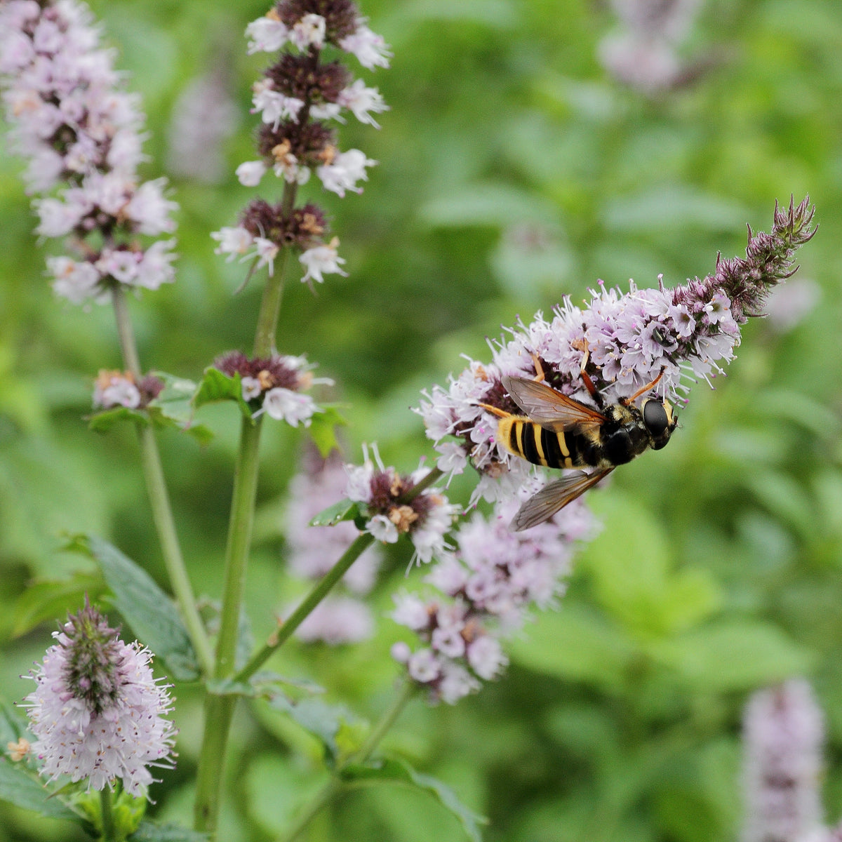 1000 Spearmint Seeds - Mentha spicata - Non-GMO Medicinal Herb and Tea