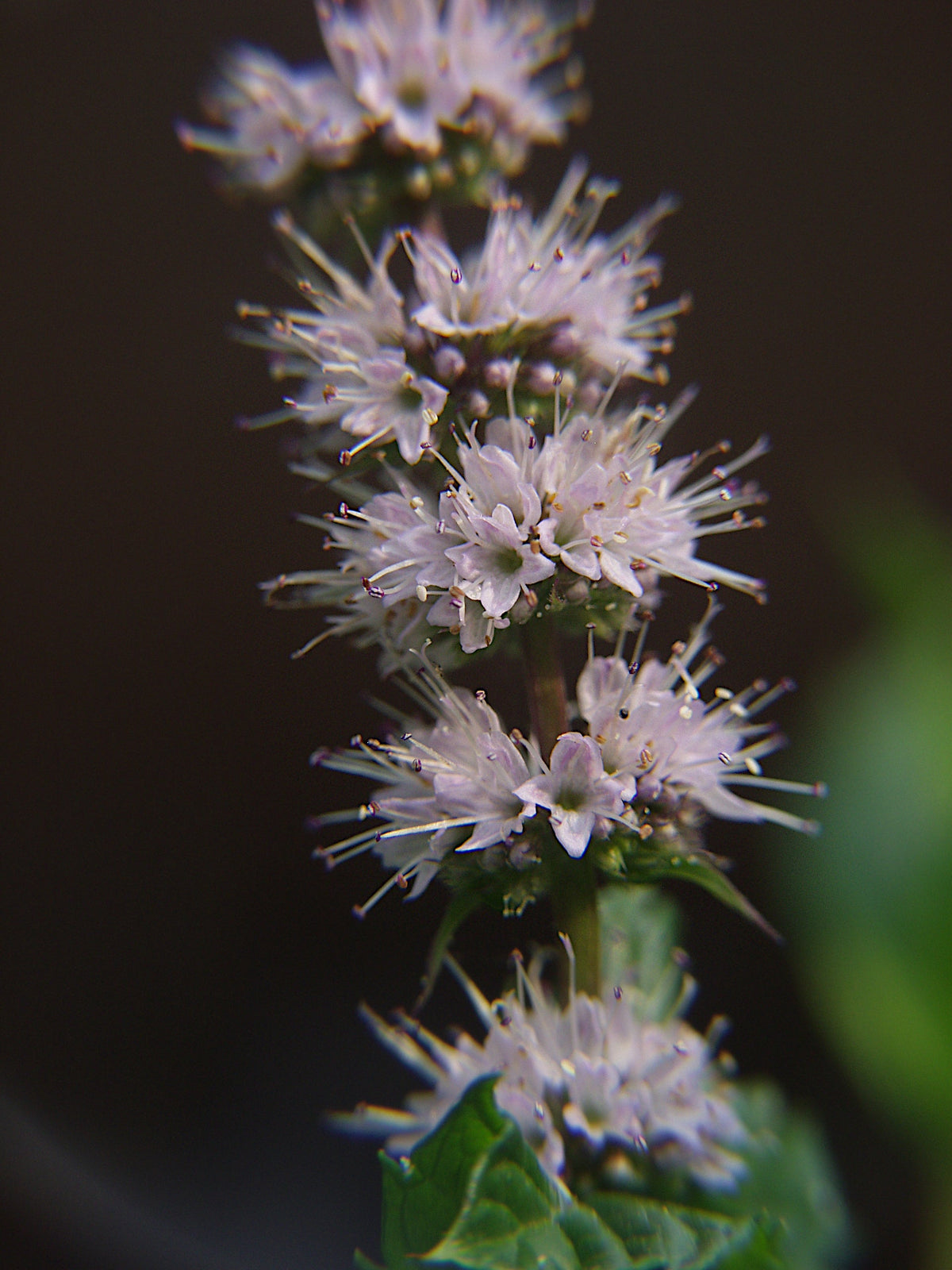 1000 Spearmint Seeds - Mentha spicata - Non-GMO Medicinal Herb and Tea