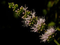 1000 Spearmint Seeds - Mentha spicata - Non-GMO Medicinal Herb and Tea