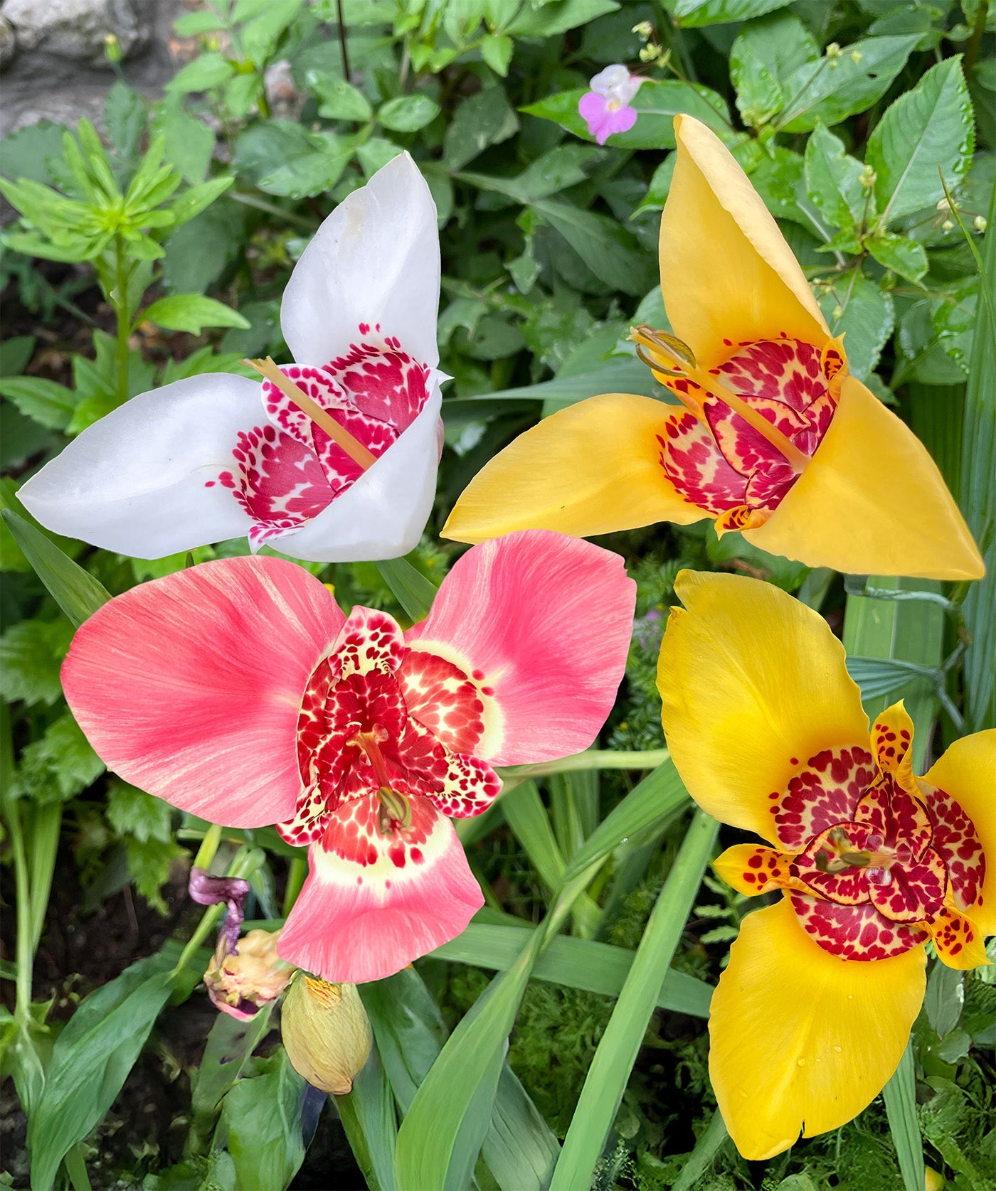 Mexican Shell Flowers Tigridia - 25 bulbs