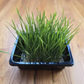 Wheat/Cat grass