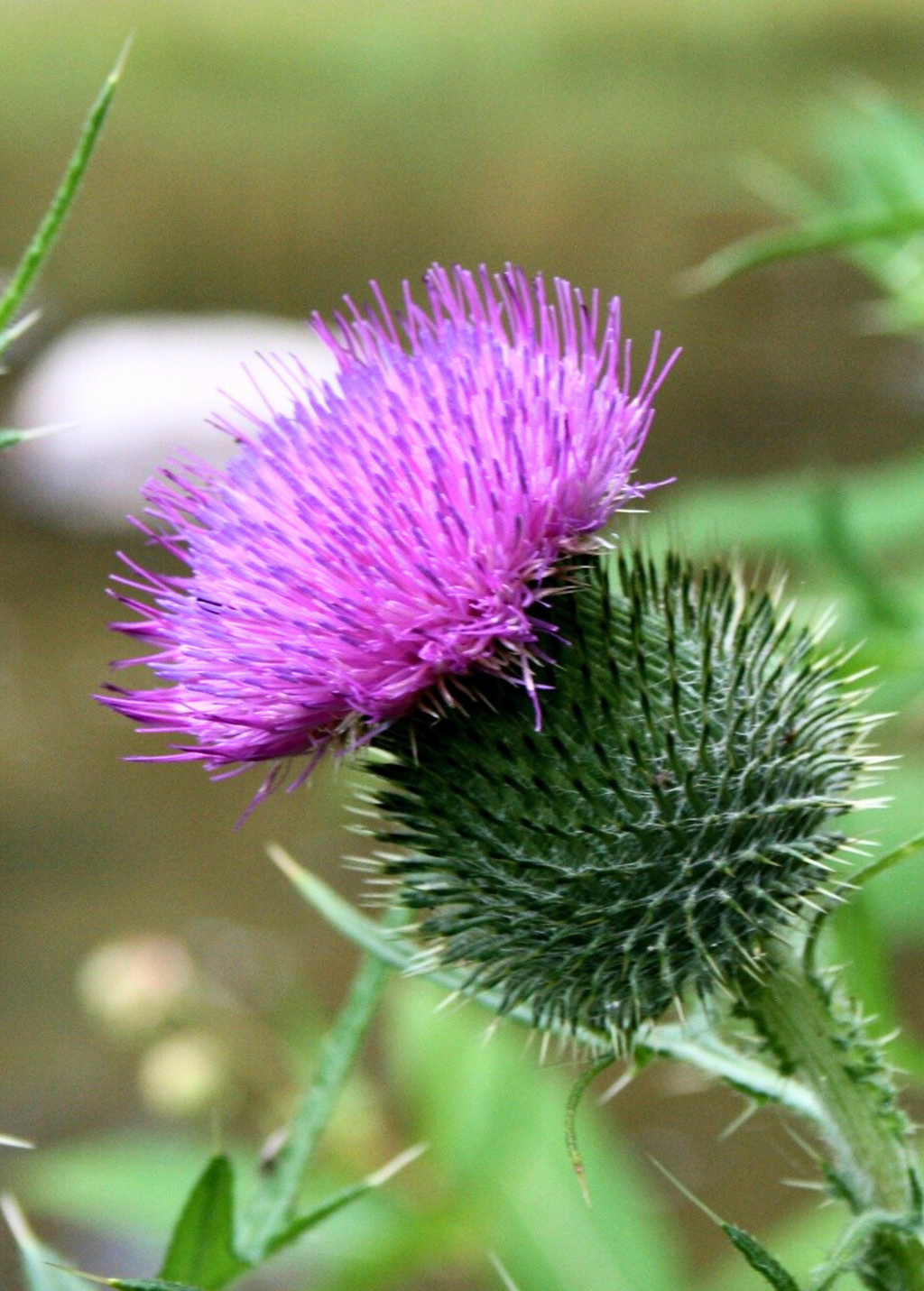 Milk Thistle (Silybum marianum)