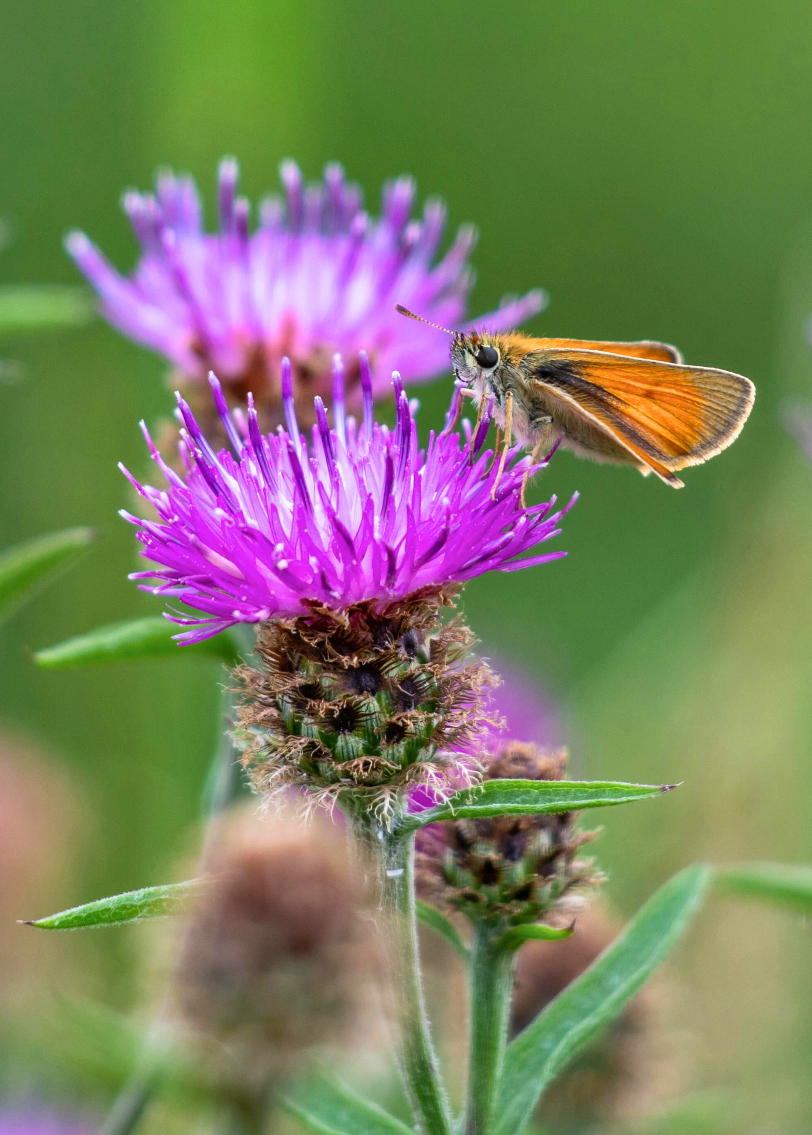 Milk Thistle (Silybum marianum)