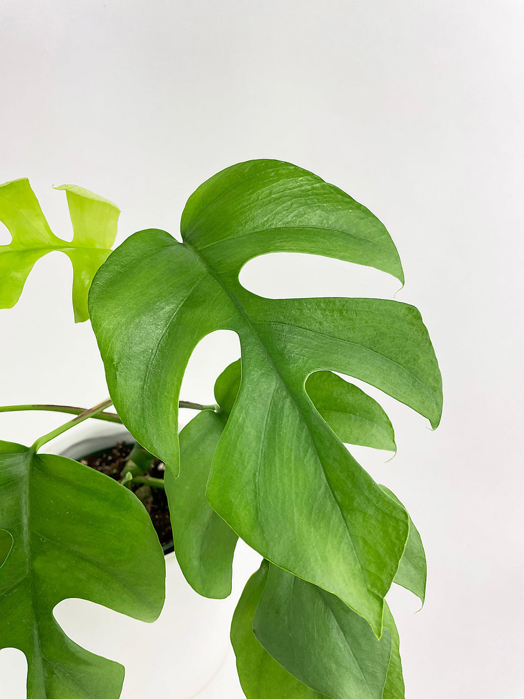 Rhaphidophora Tetrasperma Mini Monstera 'Ginny'