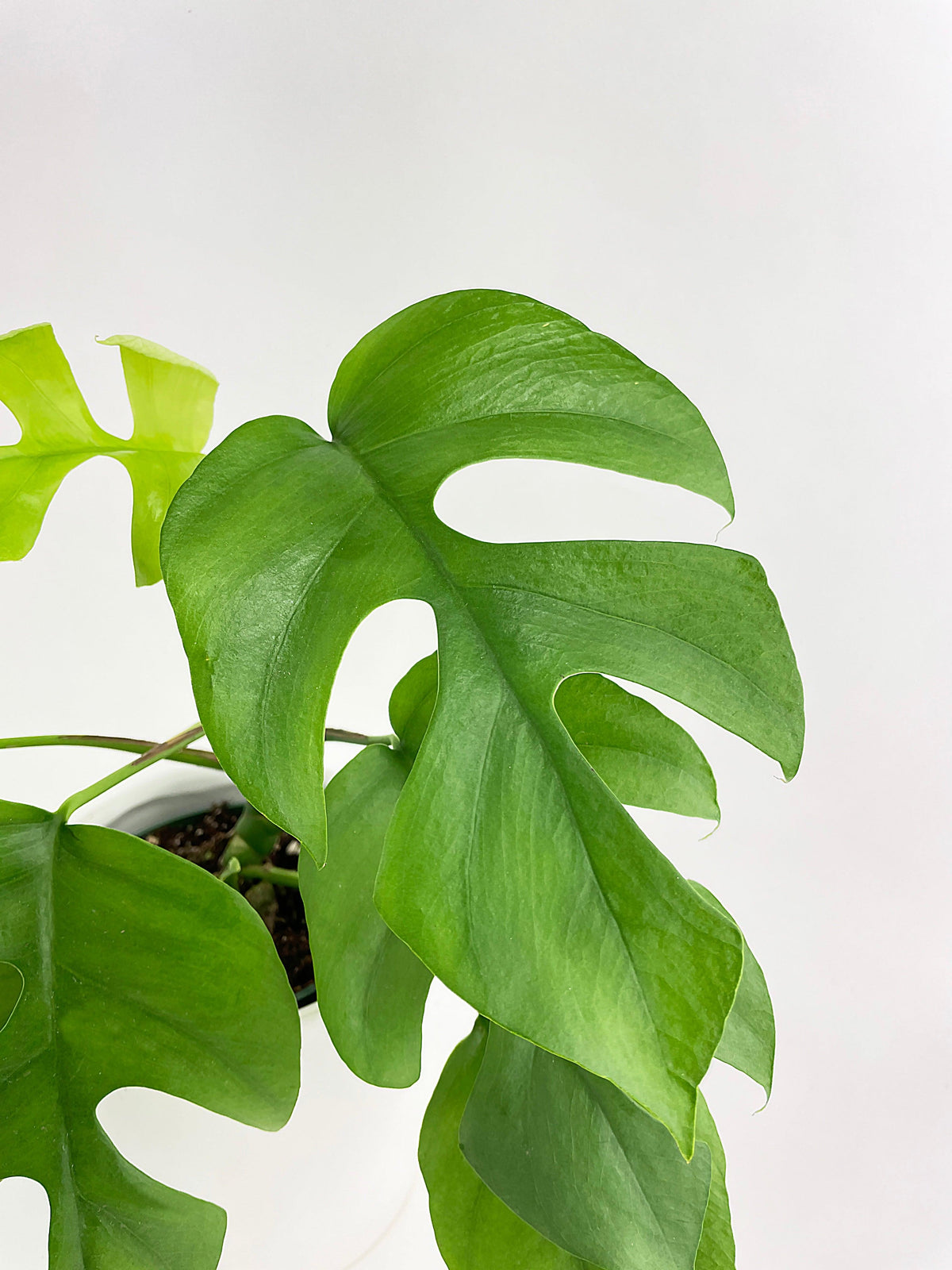 Rhaphidophora Tetrasperma Mini Monstera 'Ginny'