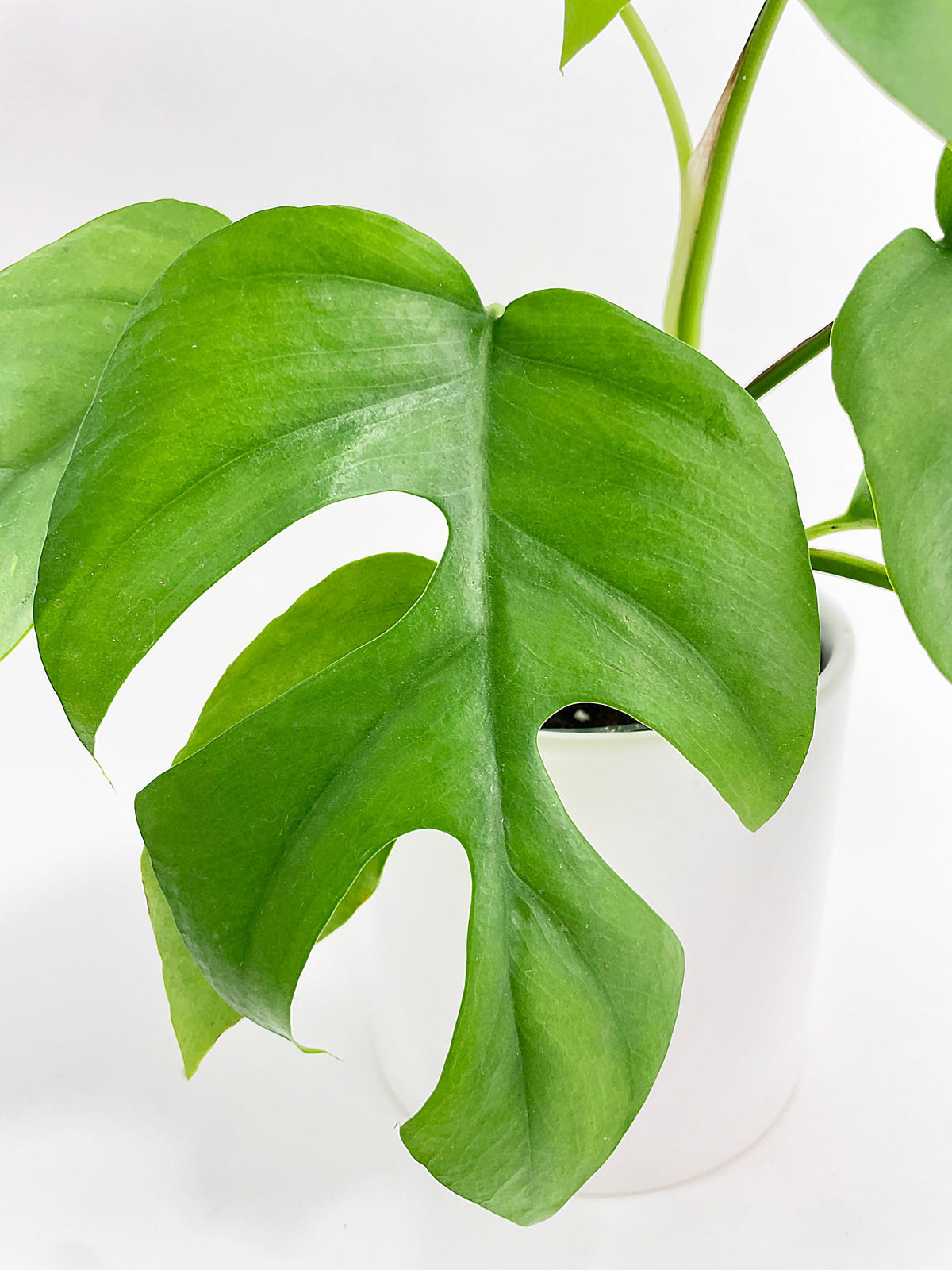 Rhaphidophora Tetrasperma Mini Monstera 'Ginny'