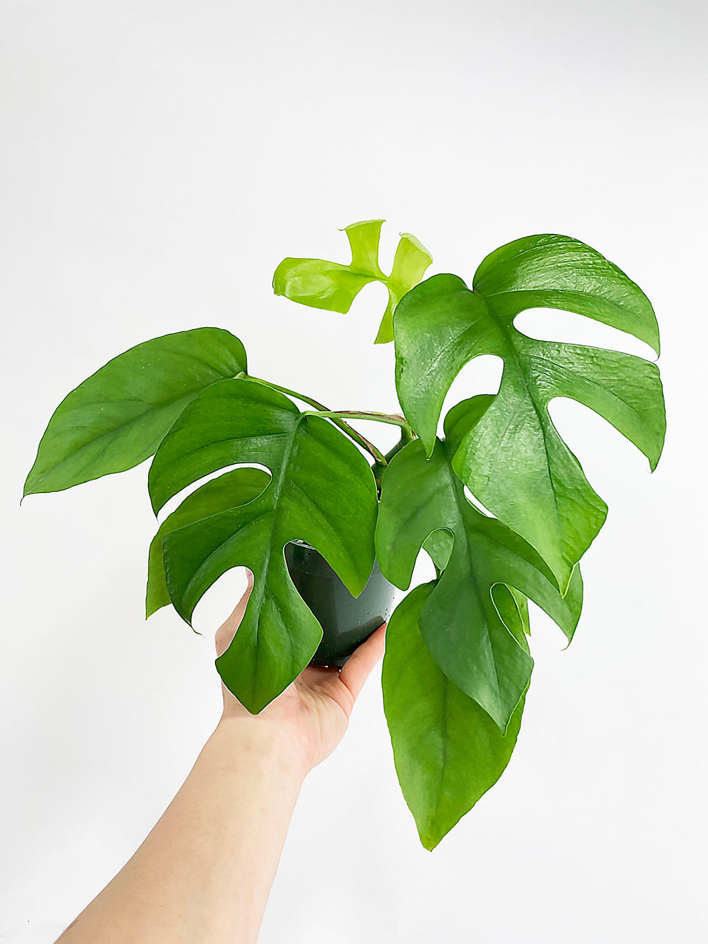 Rhaphidophora Tetrasperma Mini Monstera 'Ginny'