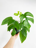 Rhaphidophora Tetrasperma Mini Monstera 'Ginny'