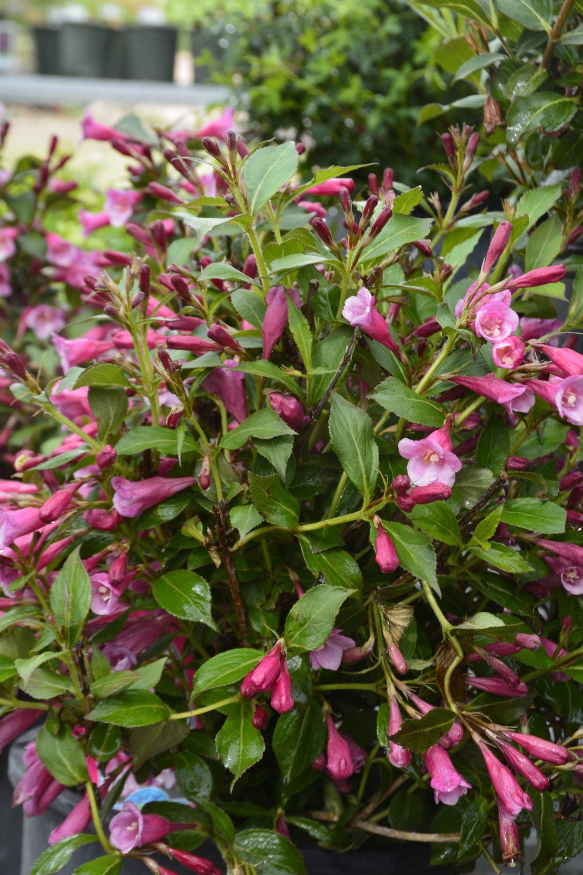 Weigela 'Pink'