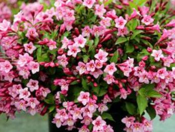 Weigela 'Pink'