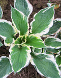 Minuteman Hosta - 3 root divisions