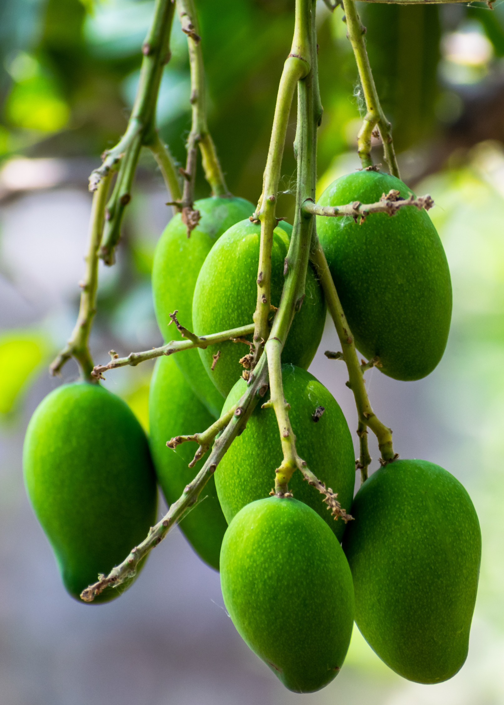 Mango 'Miracle' aka 'Choc-anon' (Mangifera indica)