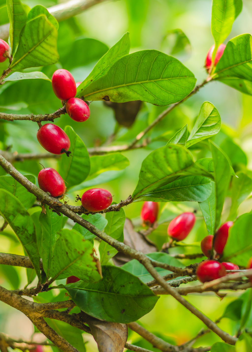 Miracle Fruit (Synsepalum dulcificum)
