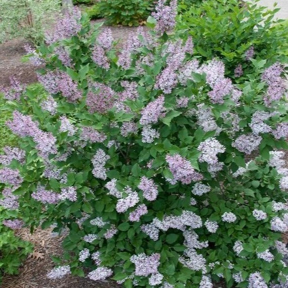 Lilac 'Miss Kim'