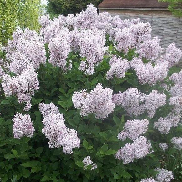 Lilac 'Miss Kim'